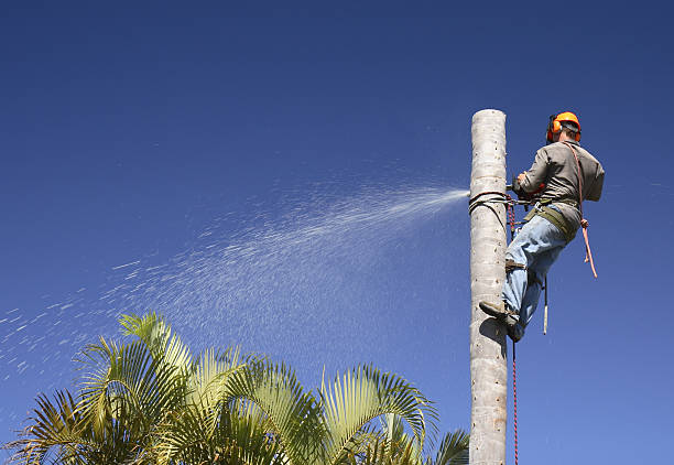 Best Tree Removal  in Biggs, CA