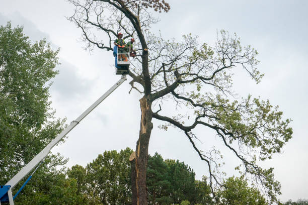 How Our Tree Care Process Works  in  Biggs, CA