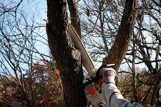 Trusted Biggs, CA Tree Services Experts